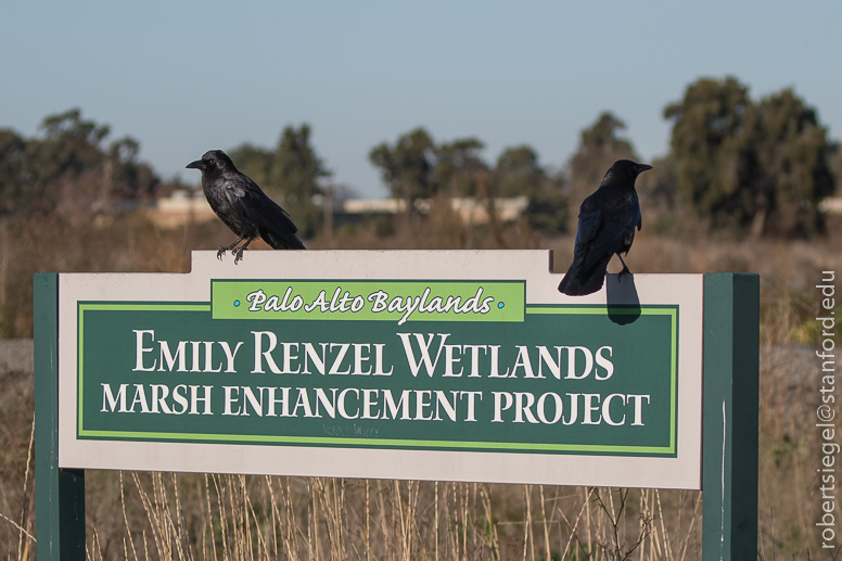 emily renzel wetlands
